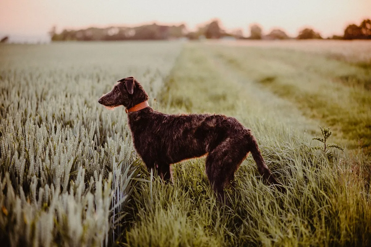 Ein Schottischer Hirschhund rennt elegant über eine offene Wiese.