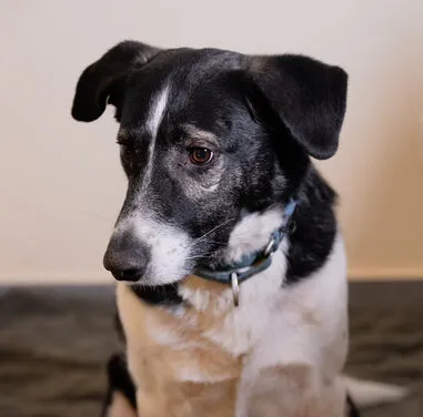 Ein schwarz-brauner Mischlingshund namens Maxi, der aufmerksam in die Kamera blickt.