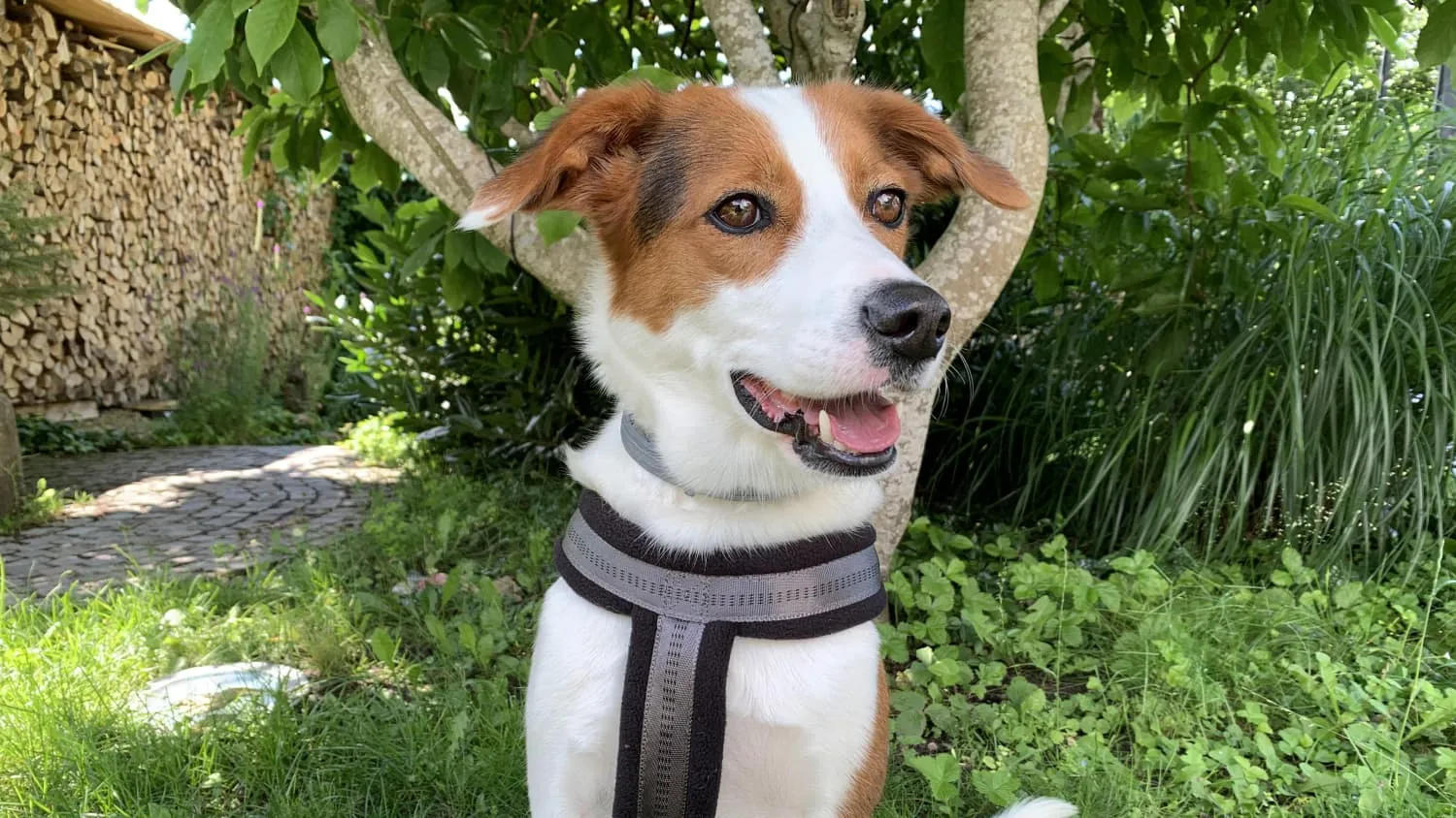 Ein speziell für Hunde entwickeltes Auto-Geschirr sorgt für sicheren Halt während der Fahrt