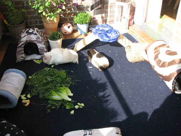 Ein Vermieter prüft die Balkonhaltung von Kleintieren.