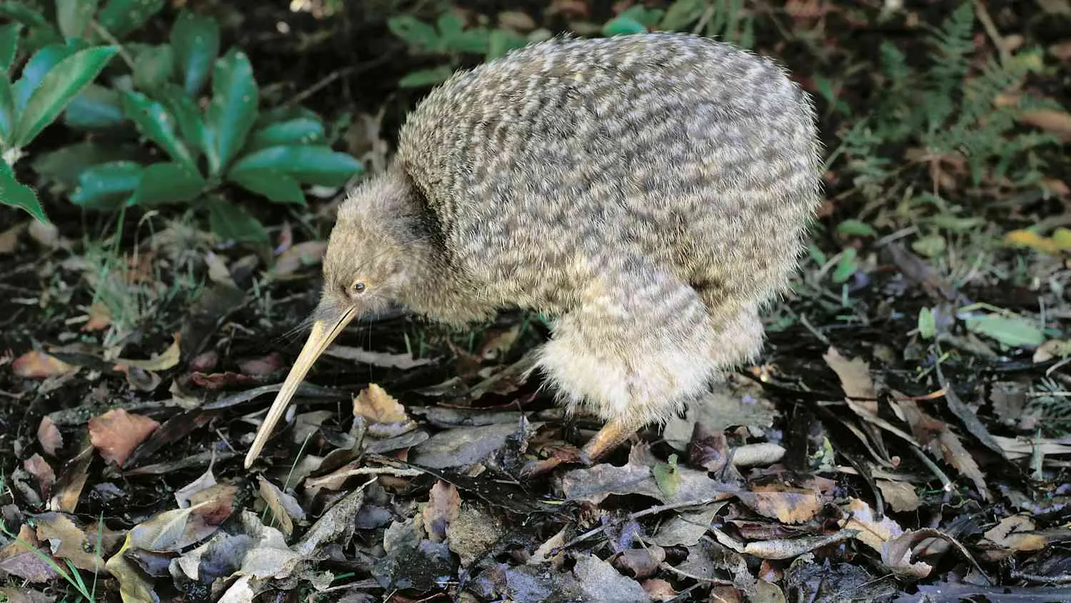 Ein Vogel Kiwi auf Neuseeland