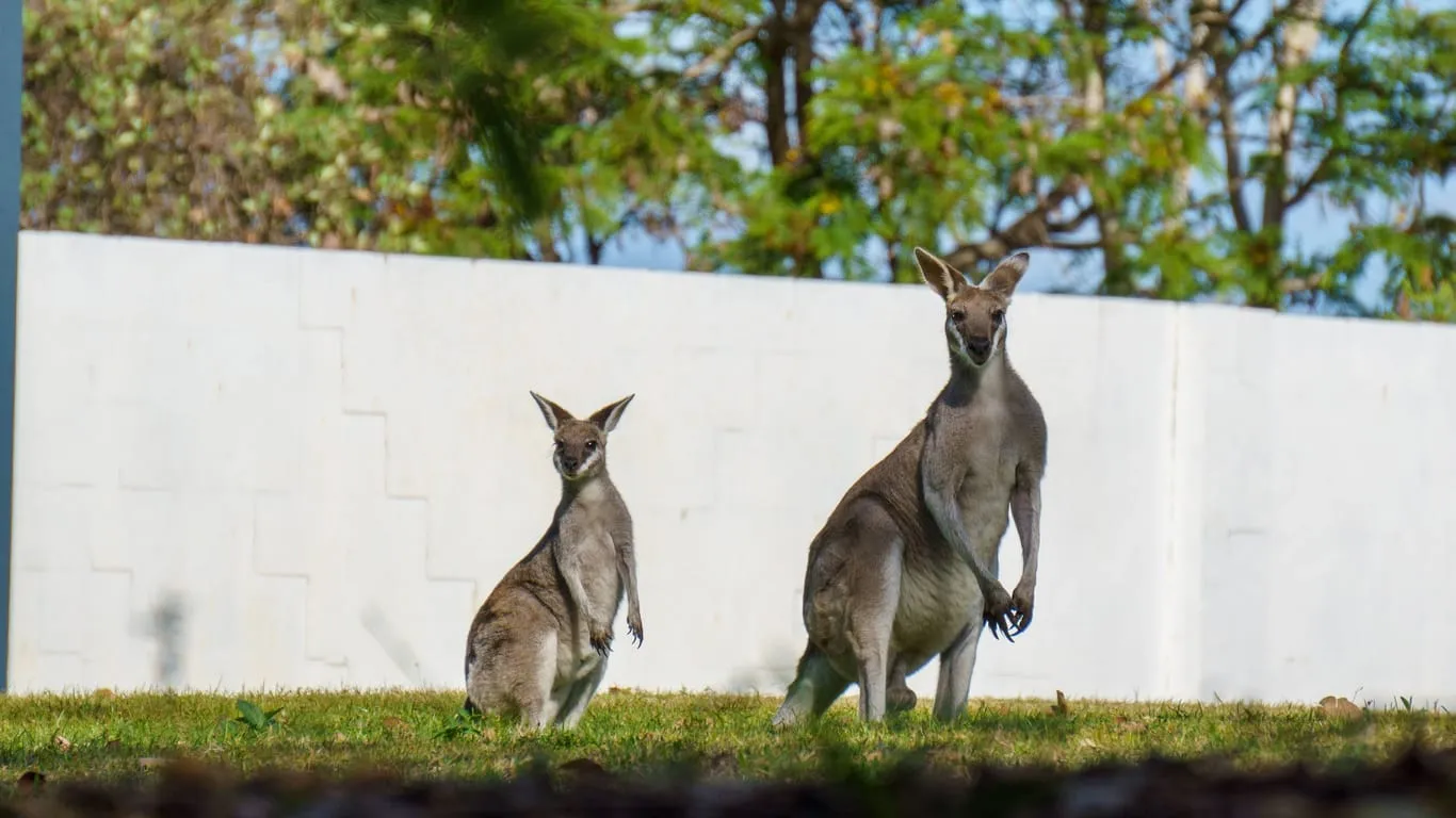 Ein Wallaby frisst grünes Gras auf einer Rasenfläche.