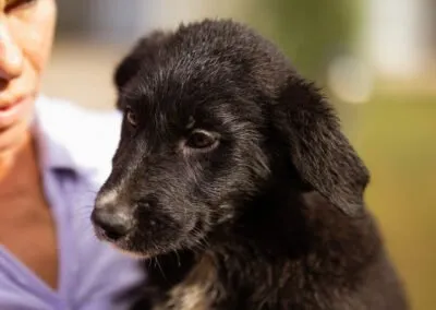 Ein Welpe spielt fröhlich im Auslauf