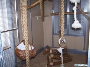 Ein Wickelbär klettert in einem großen Gehege zwischen Ästen und Seilen