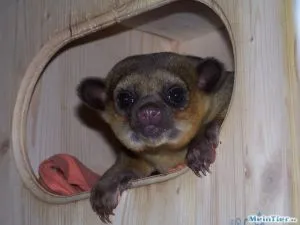 Ein Wickelbär mit großen dunklen Augen blickt aufmerksam in die Kamera