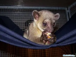 Ein Wickelbär mit seiner langen Zunge leckt Nektar von einer Banane