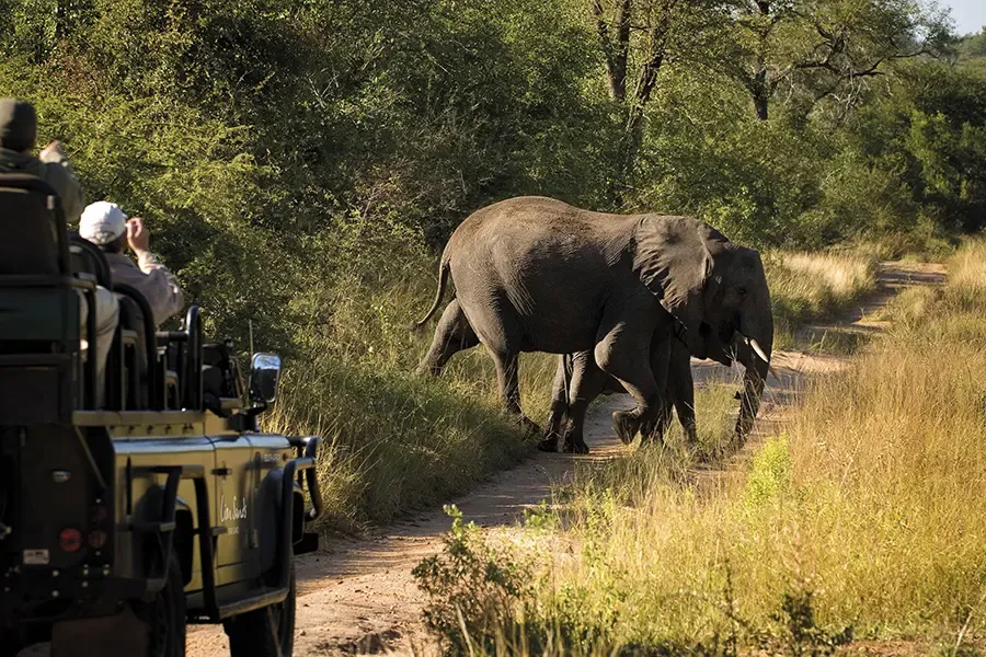 Ein Wildtierfahrzeug auf einer Straße im Krüger-Nationalpark, vor dem ein Elefant kreuzt | Go2Africa