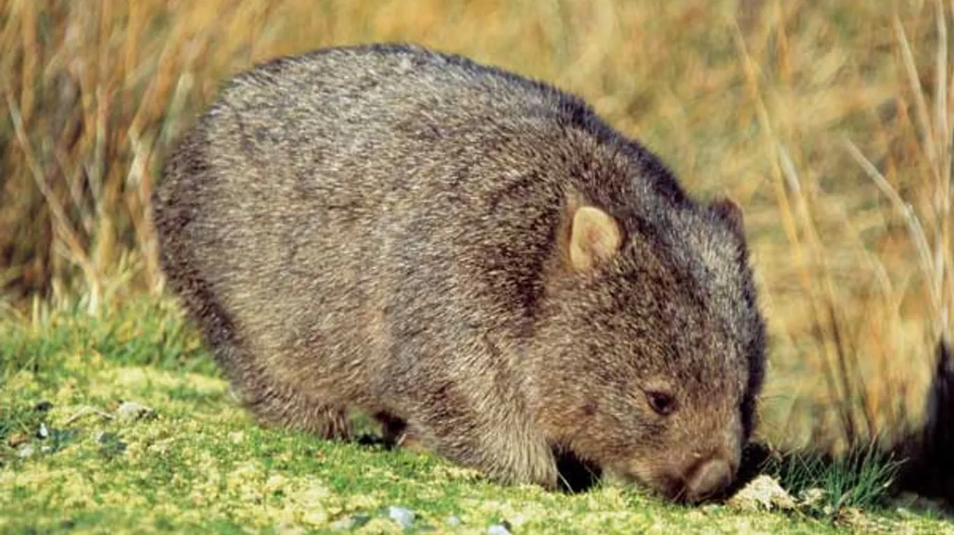 Ein Wombat in seinem natürlichen Lebensraum in Australien, der die Freiheit und Ruhe der Wildnis genießt.