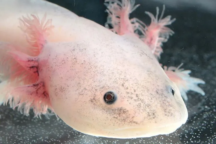 Ein wunderschöner rosa Axolotl schwimmt in einem gut bepflanzten Aquarium, die charakteristischen Kiemenäste sind deutlich sichtbar.