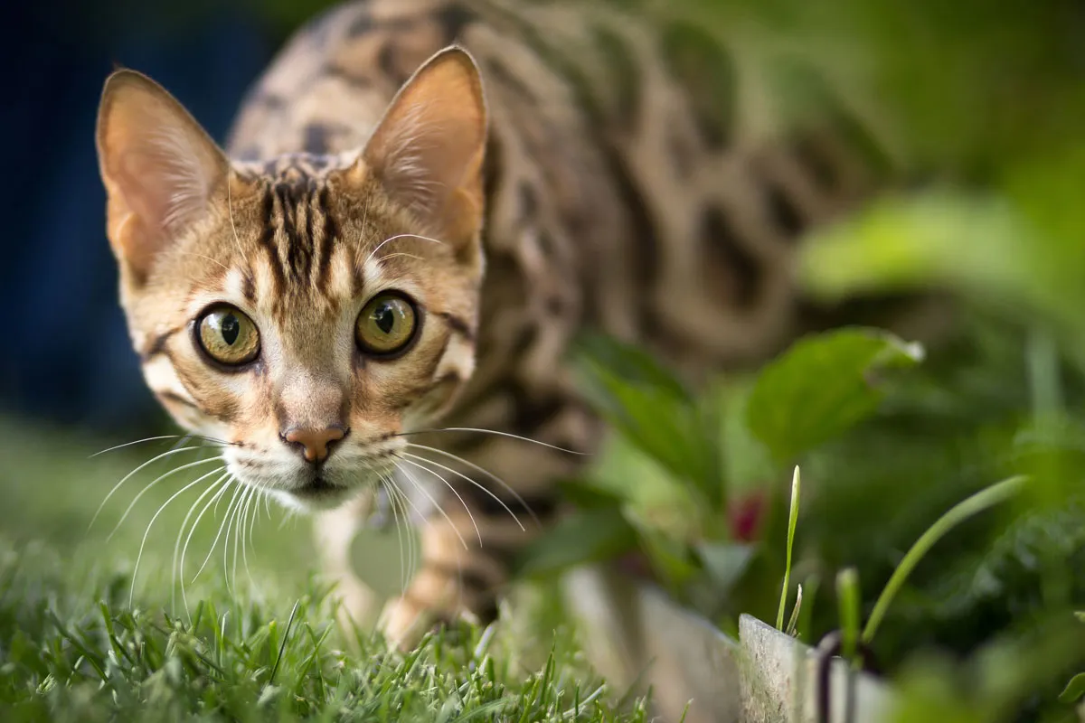 Eine aktive Bengalkatze mit getupftem Fell spielt auf einem Kratzbaum.