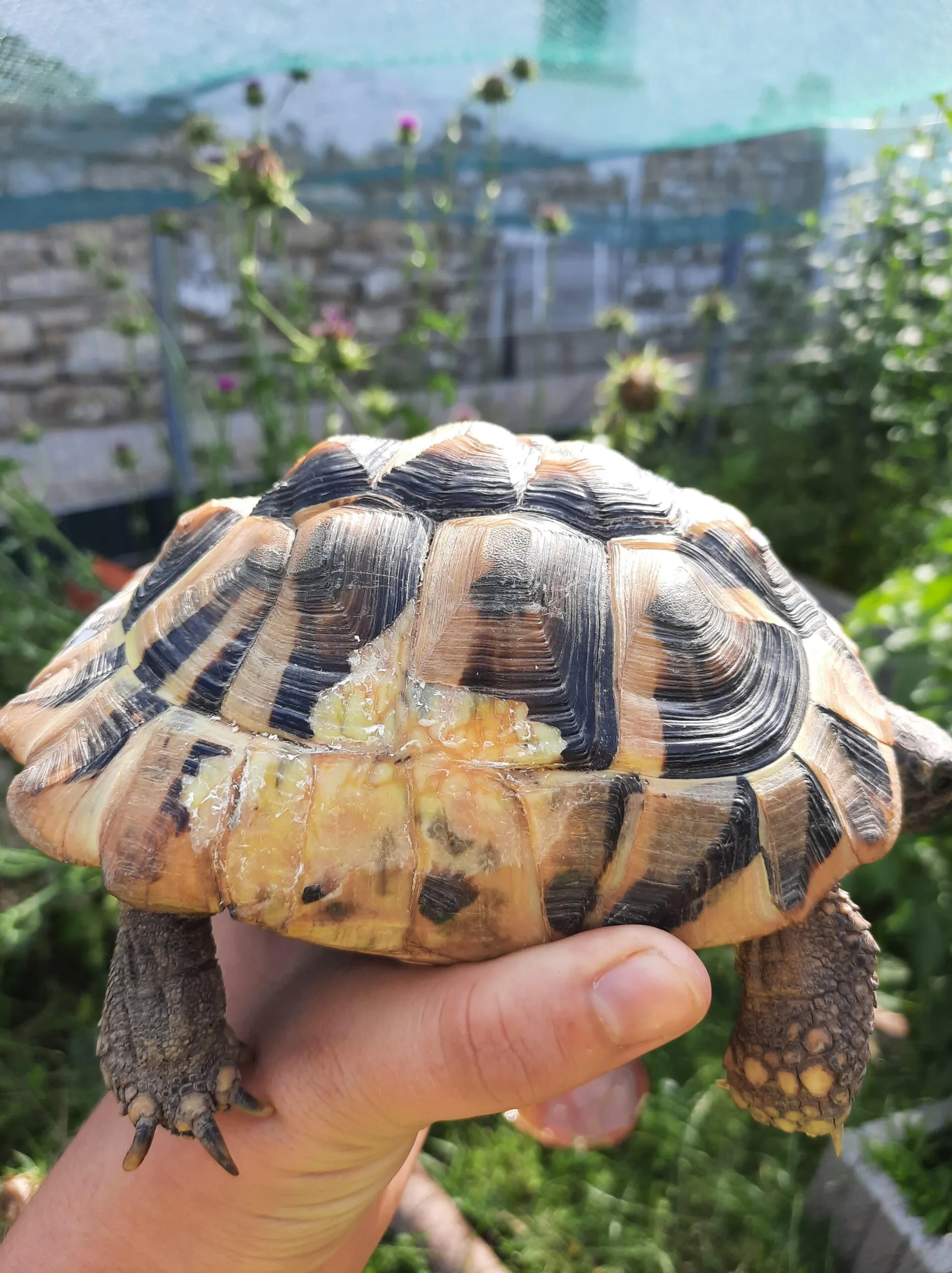 Eine angeknabberte Schildkröte