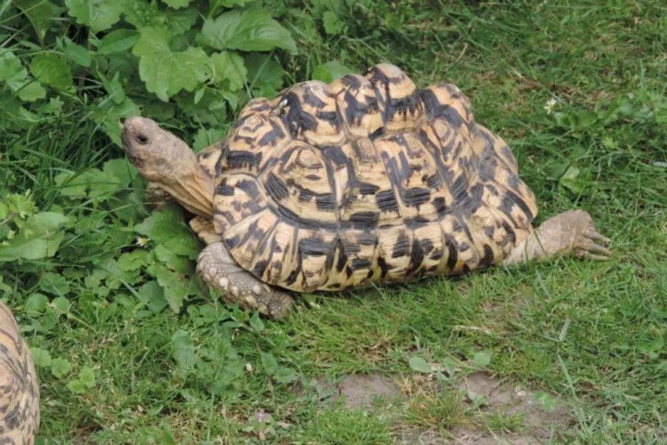 Eine ausgewachsene Pantherschildkröte mit ihrem charakteristischen Panzer