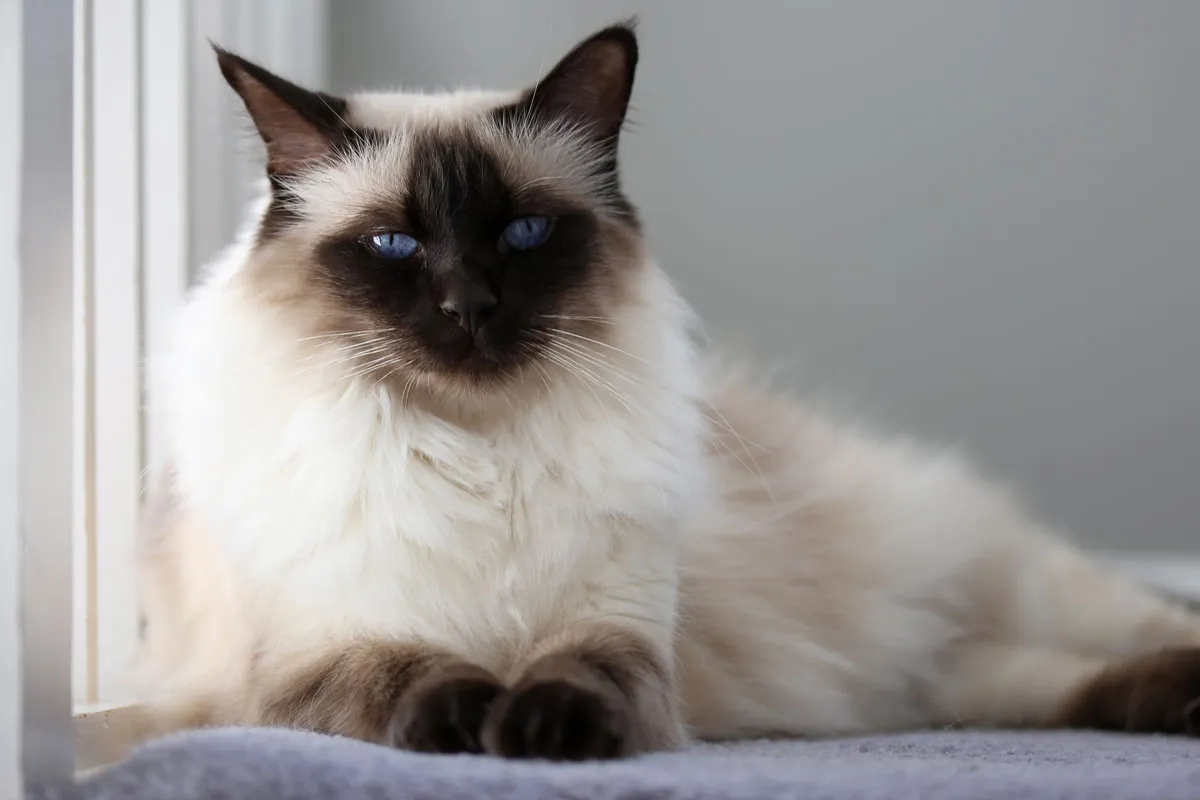 Eine Balinesenkatze mit blauen Augen und Point-Färbung sitzt elegant.