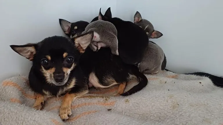 Eine Chihuahua-Dame und fünf Welpen auf einer Decke. Die Tiere wurden in Oberndorf in einem Pappkarton gefunden.