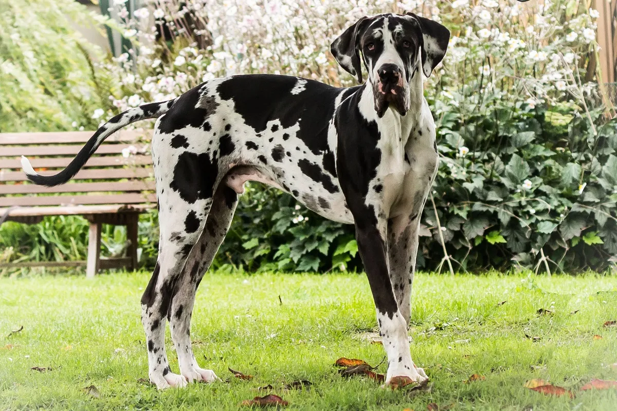 Eine Deutsche Dogge mit aufmerksamem Blick, die Rasse kann besonders groß werden.