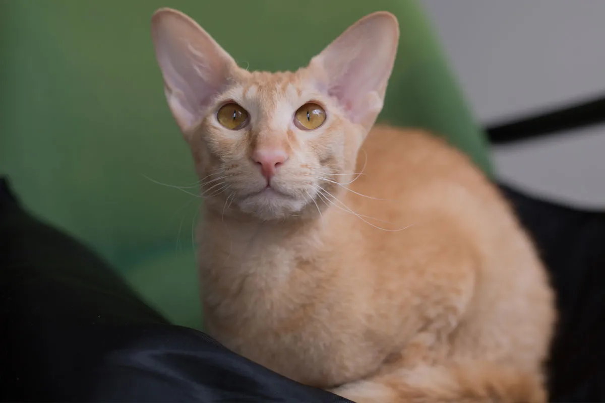 Eine elegante Peterbald-Katze mit wenig Fell sitzt auf einem dunklen Hintergrund.
