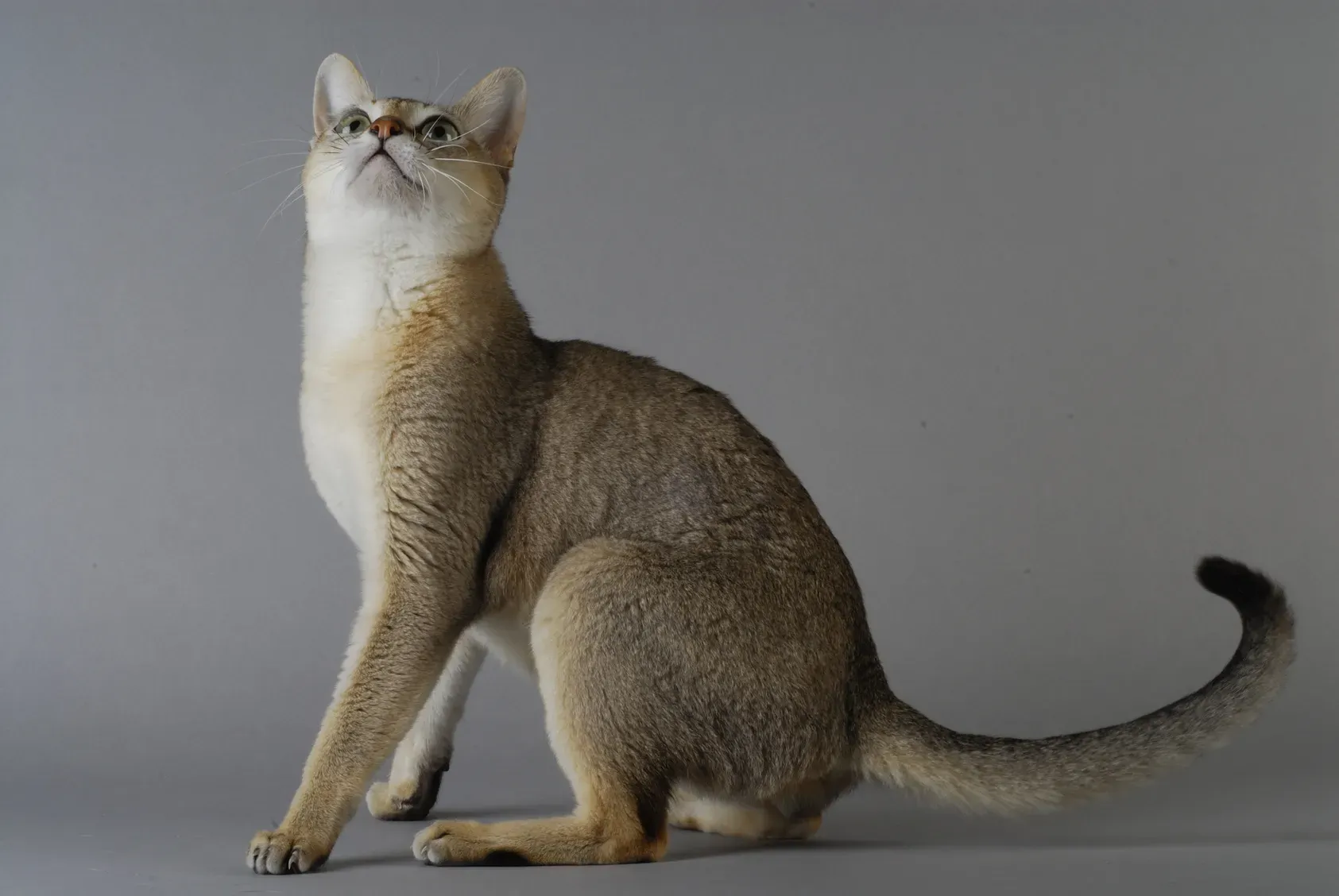 Eine elegante Singapura Katze mit dem typischen sepiafarbenen Ticking-Fell und großen, ausdrucksstarken Augen