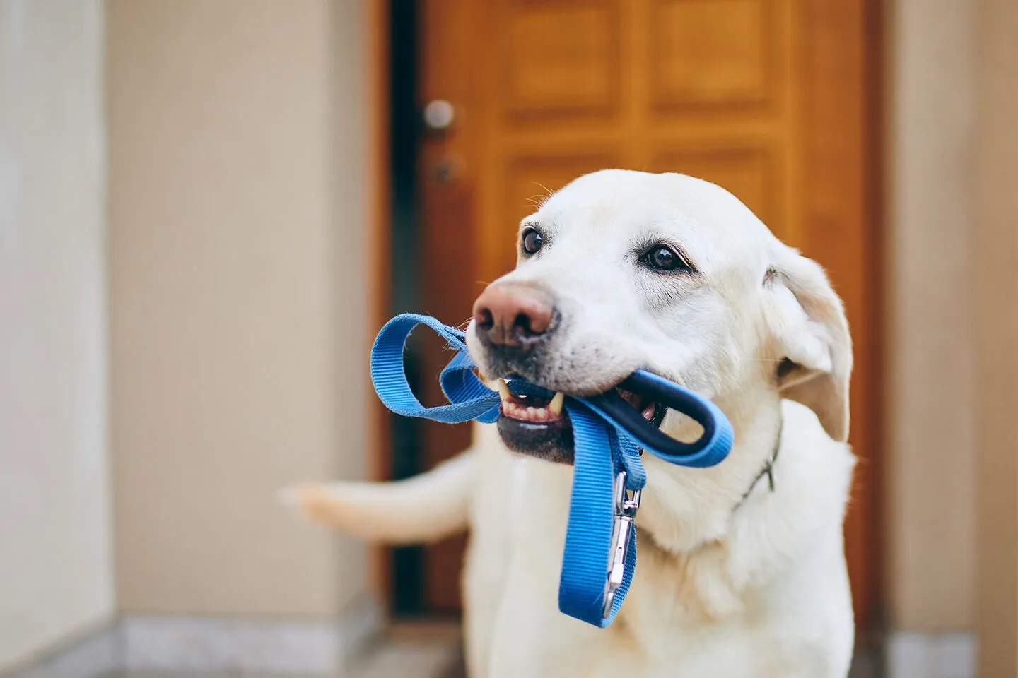 Eine fast fertige Hundegarderobe mit bemalten Buchstaben und Pfotenabdrücken.