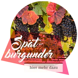 Eine Flasche Spätburgunder-Wein mit dem Hinweis auf weitere Informationen zur Rebsorte