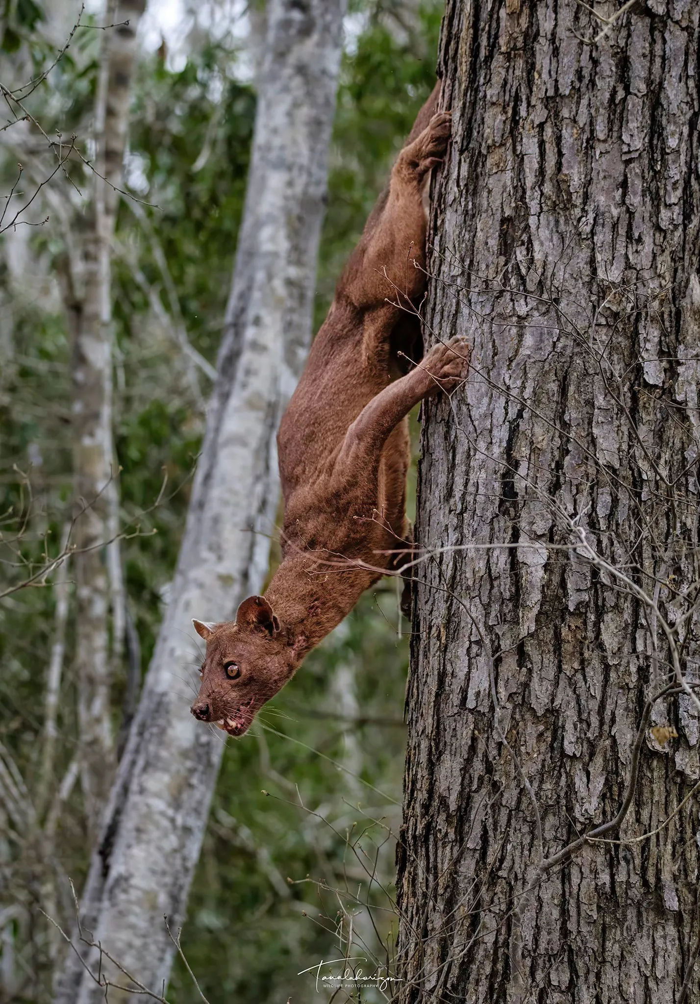 Eine Fossa klettert kopfüber von einem Baum herunter – das können nicht viele Tiere!