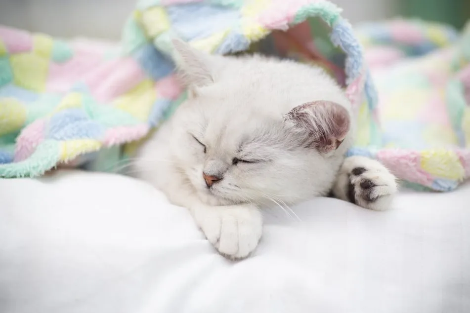 Eine friedlich schlafende Katze, die sich ausruht.