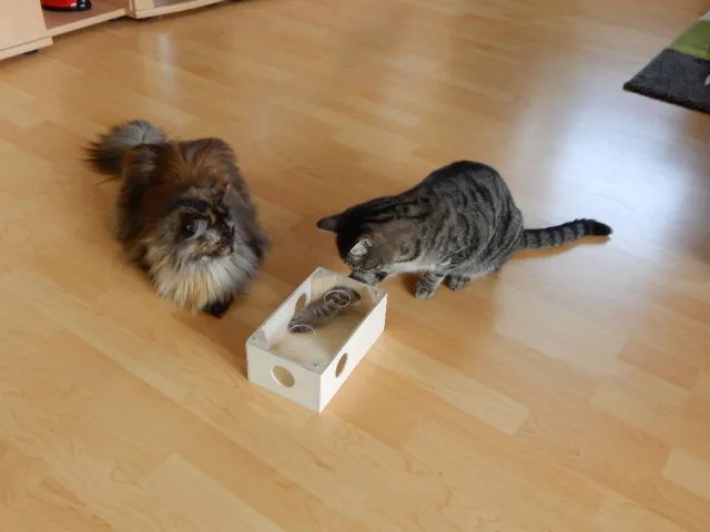 Eine Fummelbox als clevere Alternative zum Trockenfutternapf für spielerische Fütterung