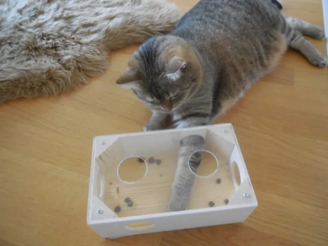 Eine glückliche Hauskatze angelt geschickt Leckerlies aus einer Fummelspielbox, die auch für Rassekatzen geeignet ist