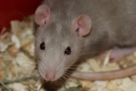 Eine graue Ratte sitzt aufmerksam auf einem Ast