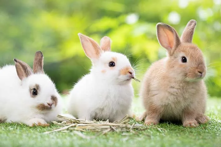 Eine Gruppe fröhlicher Kaninchen im Grünen