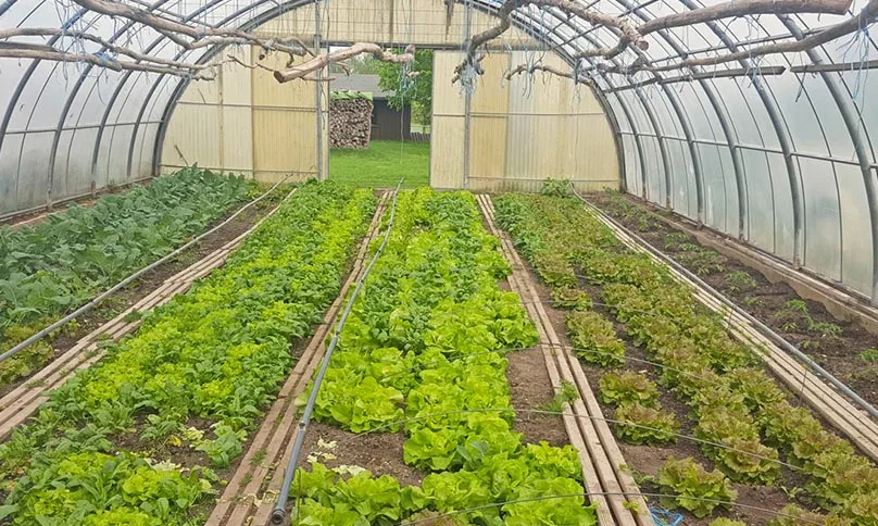 Eine Gruppe Kinder spielt mit einem Hund auf einer Wiese