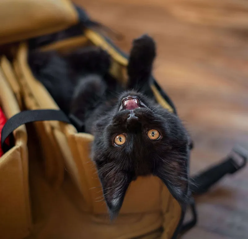 Eine Gruppe schwarzer Katzen spielt ausgelassen in einem sonnigen Gehege.