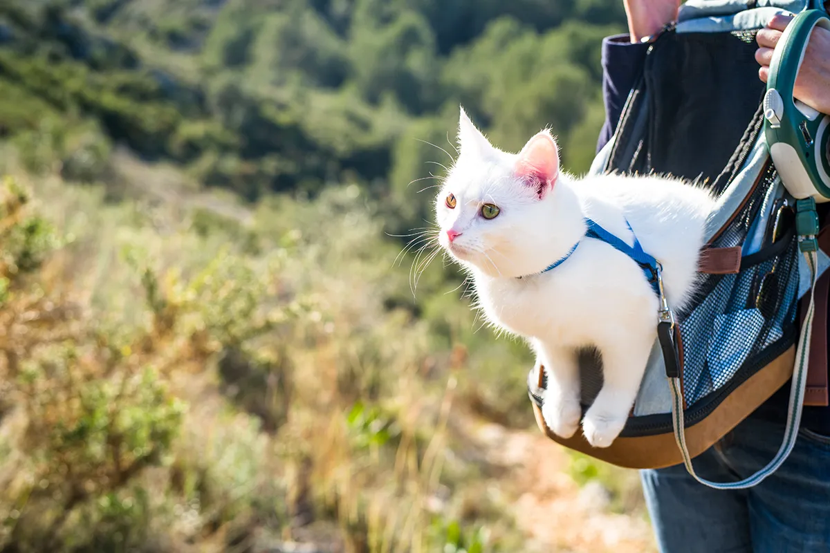 Eine Katze blickt aus einem speziell zum Wandern konzipierten Katzenrucksack in die Natur