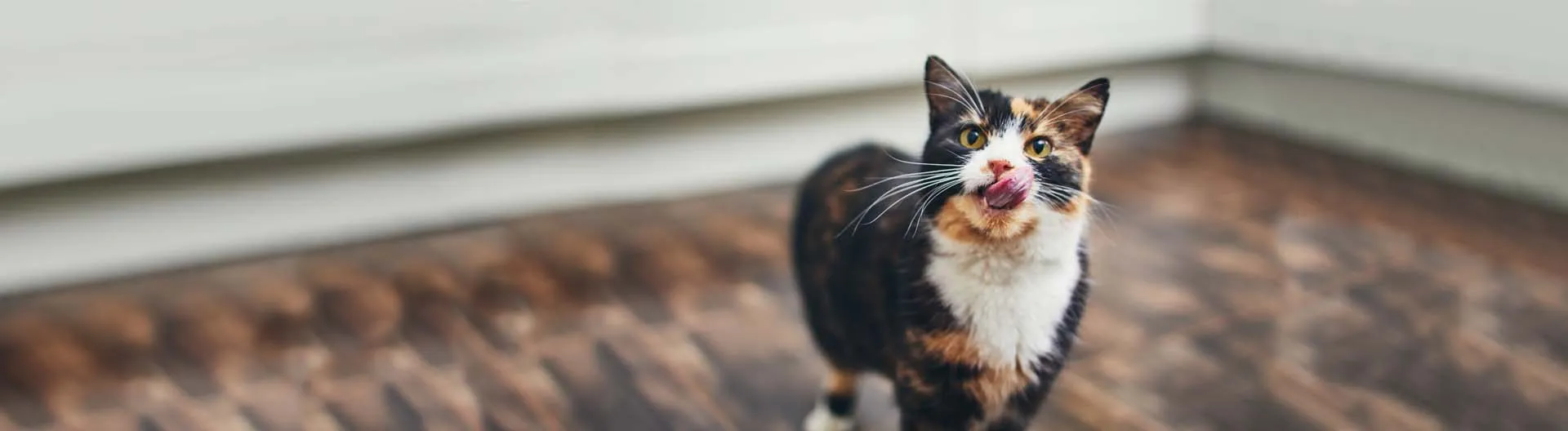 Eine Katze sitzt neben verschiedenen Dosen und Schalen mit getreidefreiem Katzenfutter.