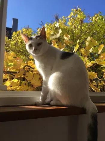 Eine Katze springt über eine kleine Holztreppe zu einem Fenster, das nach draußen führt
