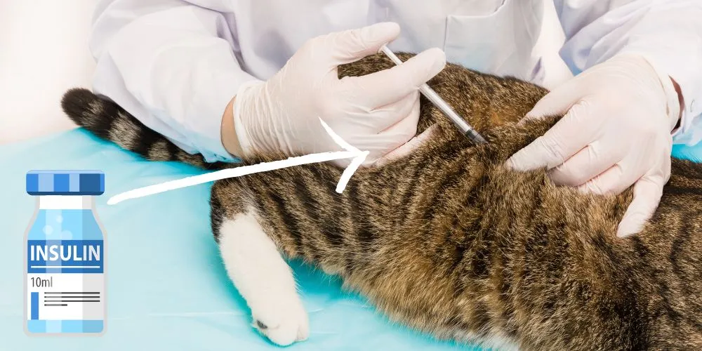 Eine Katze steht auf einer Waage, die möglicherweise auf eine Gewichtskontrolle im Zusammenhang mit Krankheiten wie Diabetes hindeutet.