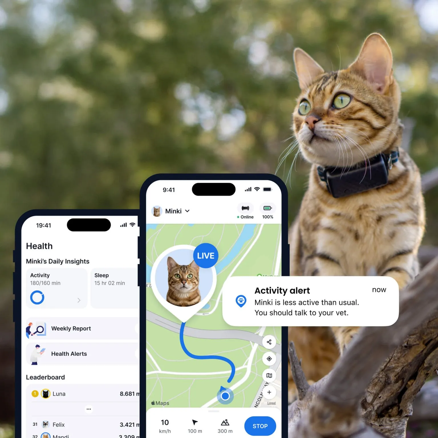 Eine Katze trägt einen GPS-Katzen-Tracker und sitzt in einem Baum, im Vordergrund sind Tractive-App-Bildschirme mit Live-Tracking und Gesundheitsüberwachung zu sehen