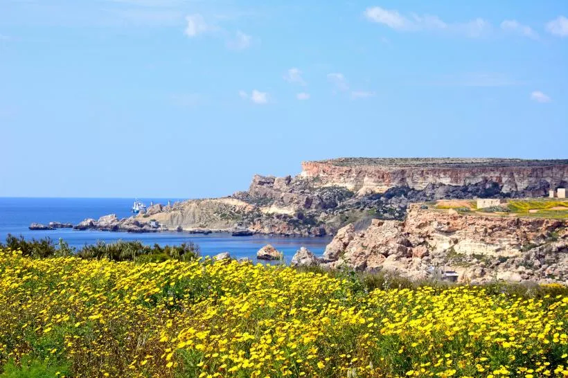 Eine malerische Blumenwiese vor beeindruckenden Klippen im Frühling auf Malta
