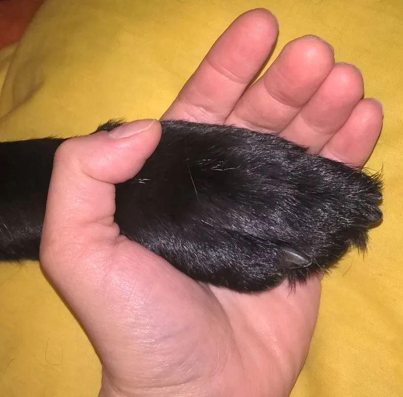 Eine menschliche Hand und eine Hundepfote reichen sich, symbolisierend das Versprechen von Respekt und Liebe zwischen Mensch und Tier.