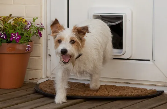 Eine Nahaufnahme der SureFlap Hundeklappe mit Mikrochip-Technologie, bereit zur Installation