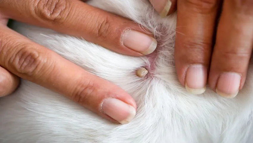 Eine Nahaufnahme einer Zecke auf hellem Hintergrund, zeigt die detailreichen Merkmale des Parasiten