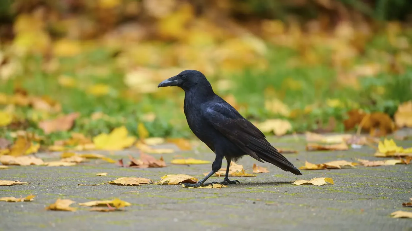 Eine Rabenkrähe in herbstlicher Umgebung, ein geschützter Wildvogel in Deutschland.