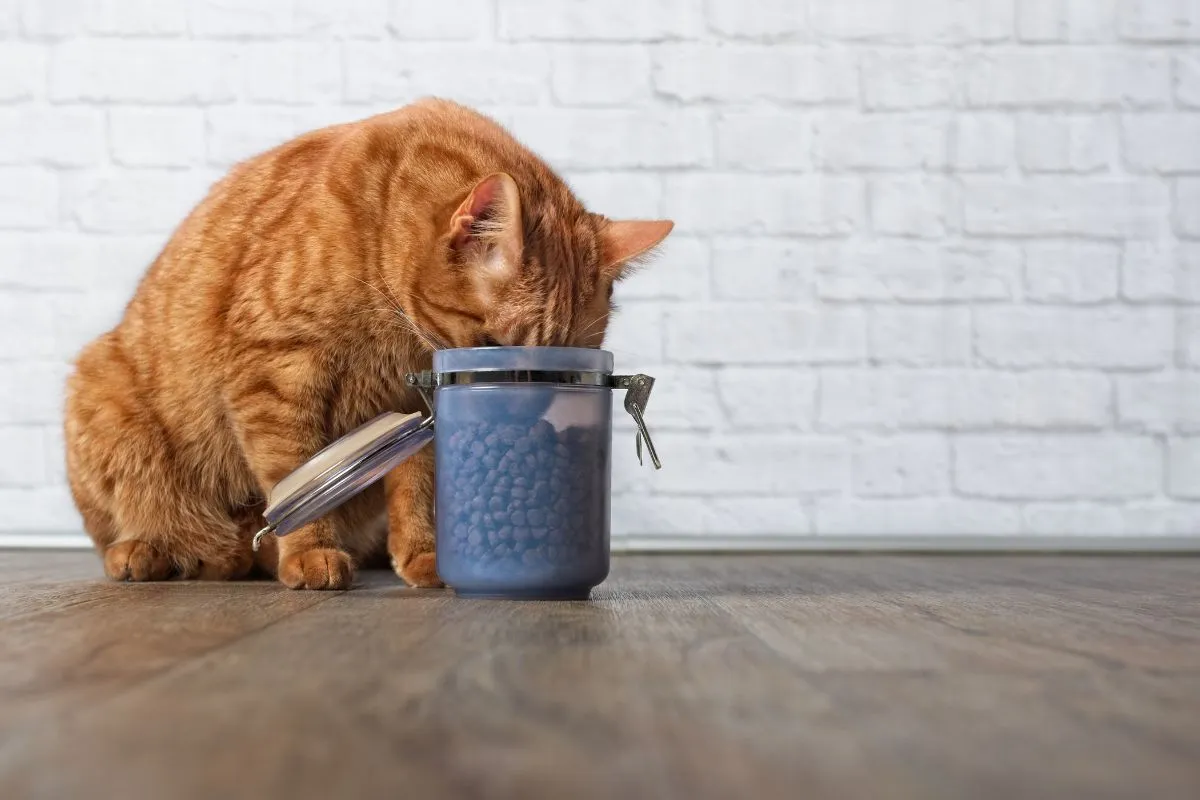 Eine rote Katze sitzt auf dem Boden und steckt ihren Kopf in eine offene Plastikdose, die mit Trockenfutter gefüllt ist.