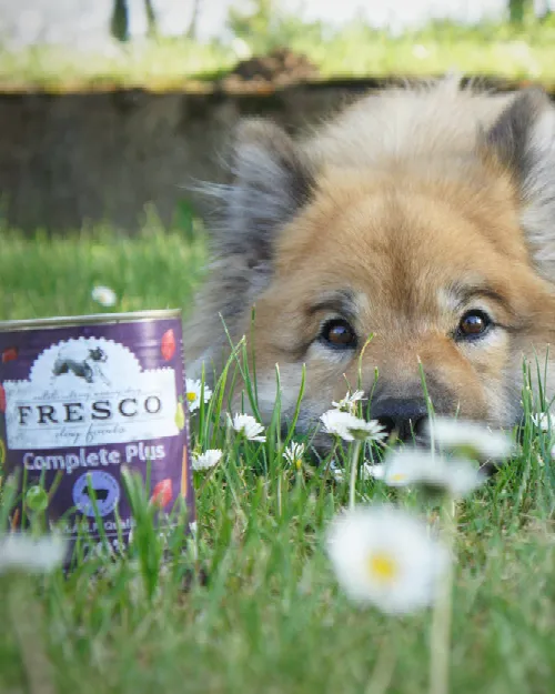 Eine schematische Darstellung des FRESCO Ernährungskonzepts, das die Hauptbestandteile einer ausgewogenen Hundenahrung zeigt.