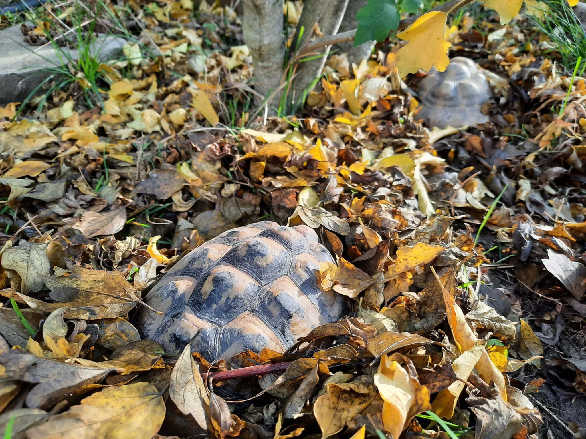 Eine Schildkröte in Winterstarre