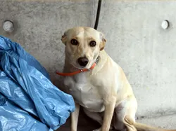 Eine schlafende Hündin mit dem Namen Hope, eingekuschelt auf einem Kissen, umgeben von Decken, was Geborgenheit und Ruhe ausstrahlt