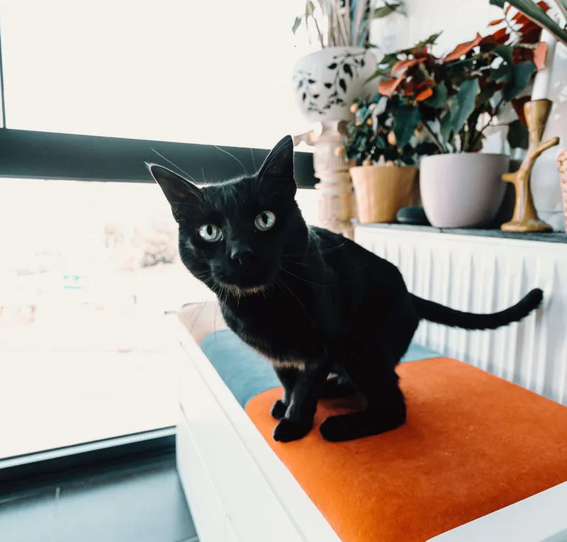 Eine schwarze Katze balanciert geschickt auf einem schmalen Ast in einer natürlichen Umgebung.