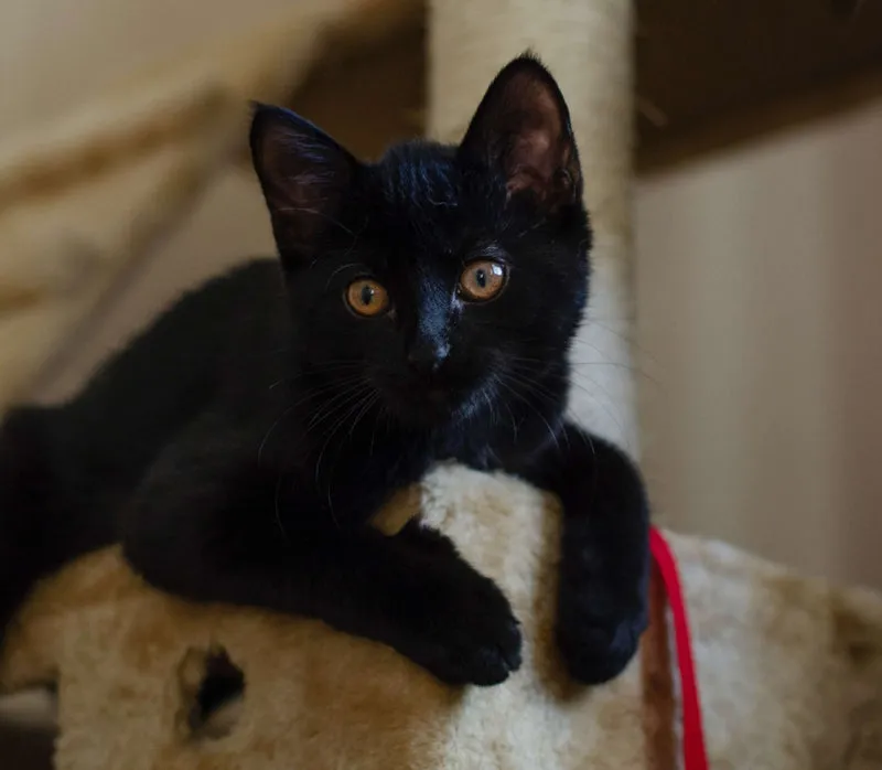 Eine schwarze Katze liegt entspannt auf einem Sofa und genießt die Gesellschaft ihres Besitzers.