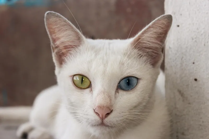 Eine seltene Khao Manee Katze mit strahlend weißem Fell und unterschiedlich farbigen Augen, einem Merkmal ihrer Rasse.