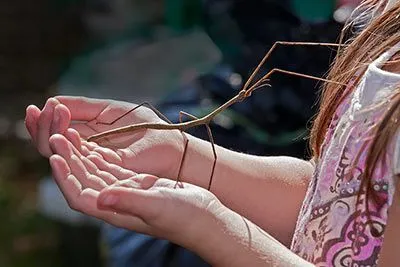 Eine Stabschrecke sitzt auf der Hand eines Menschen