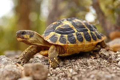 Eine süße Griechische Landschildkröte, die sich langsam bewegt
